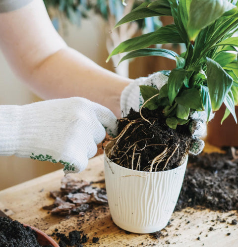 How to plant flower pots - Momcrieff