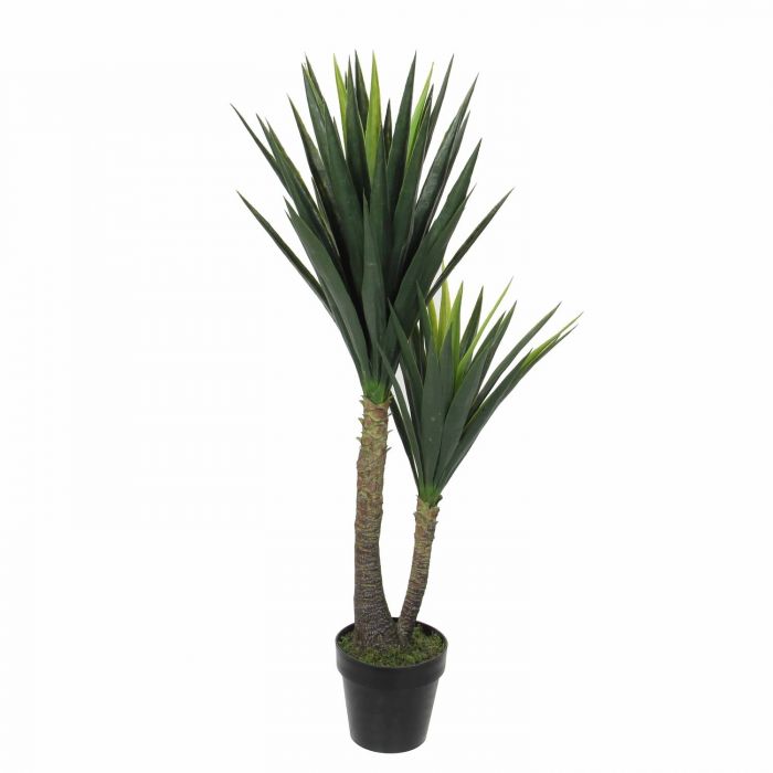 YUCCA IN POT GREEN